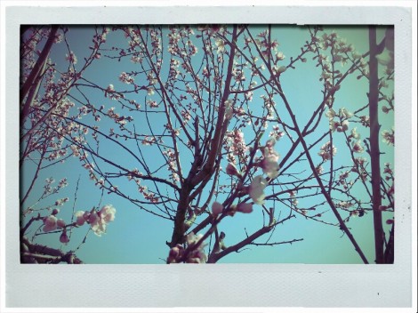 La Primavera
