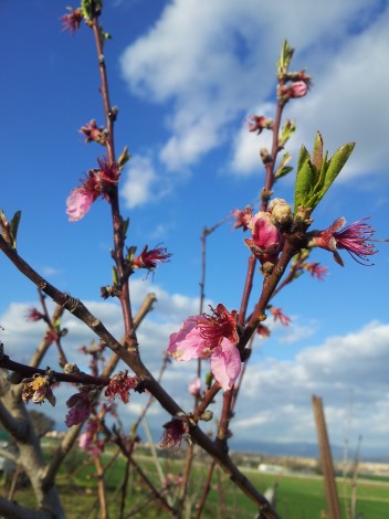 Flor de Nectarina