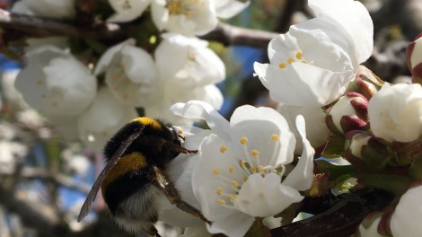 Primavera