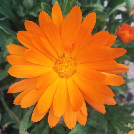 Flor