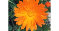 Flor